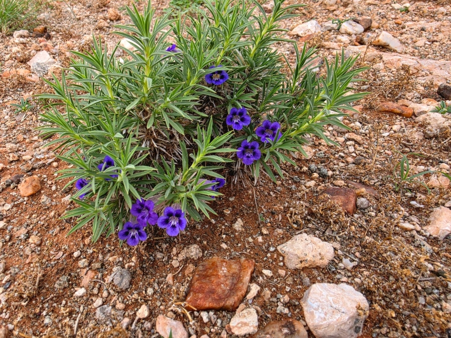 Commercial Property for Sale in Upington Rural Northern Cape